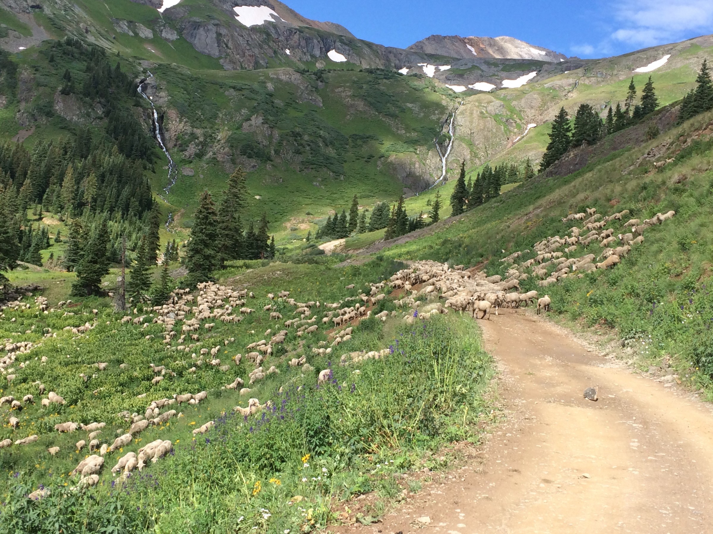 a path with trees on the side of a mountain