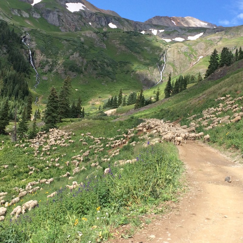 a path with trees on the side of a mountain